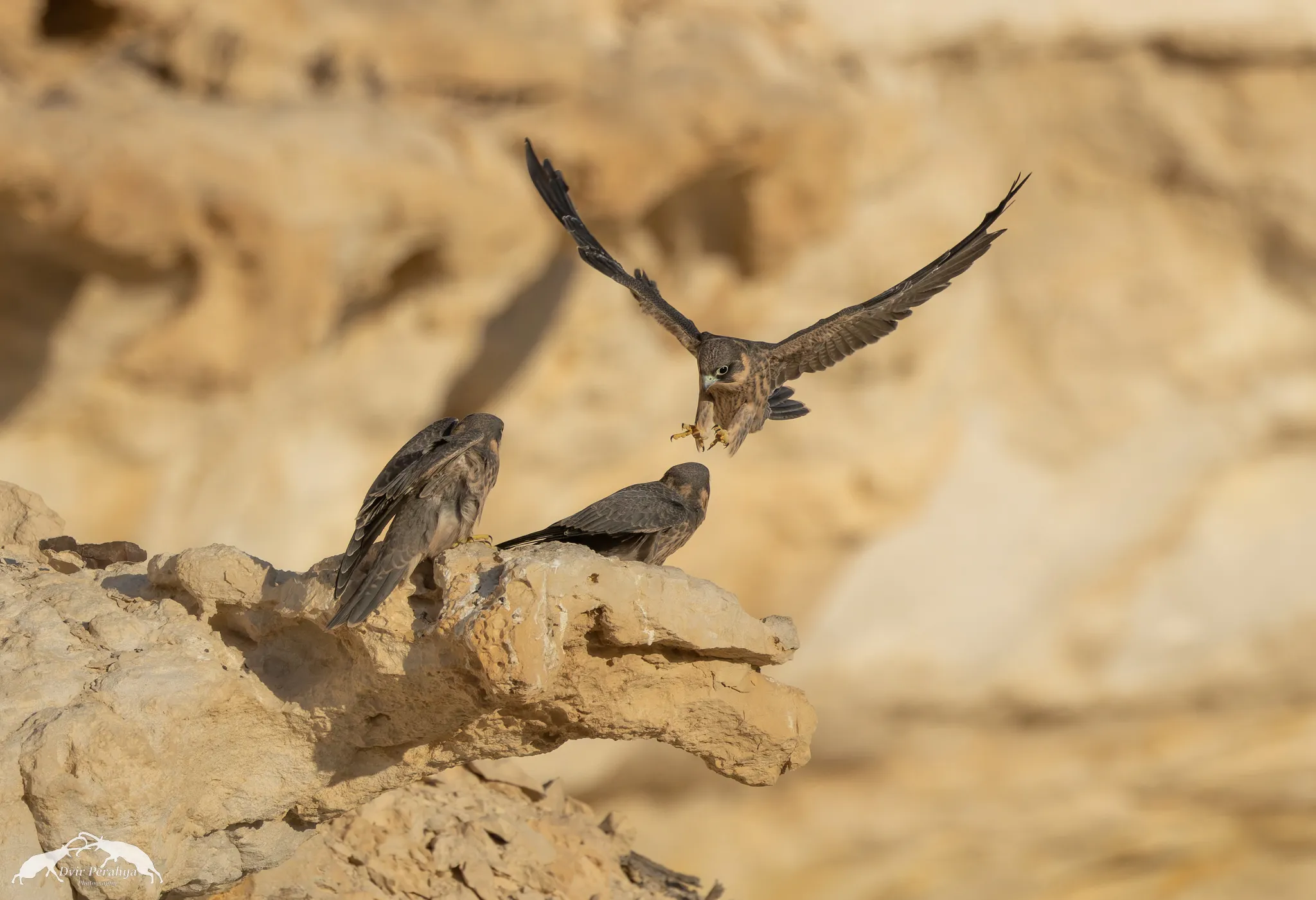 A Nubian Ibex standing on a cliff